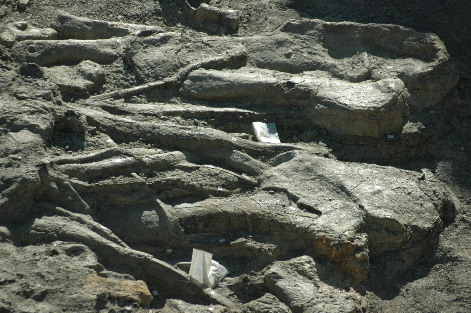 Apatosaurus bones